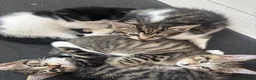 British Shorthair cats for sale: Tabby Kittens X3 and one black and white kitten - Advert 8