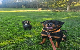Rottweiler dogs for sale: 3 year old male Rottweiler  - Image 4