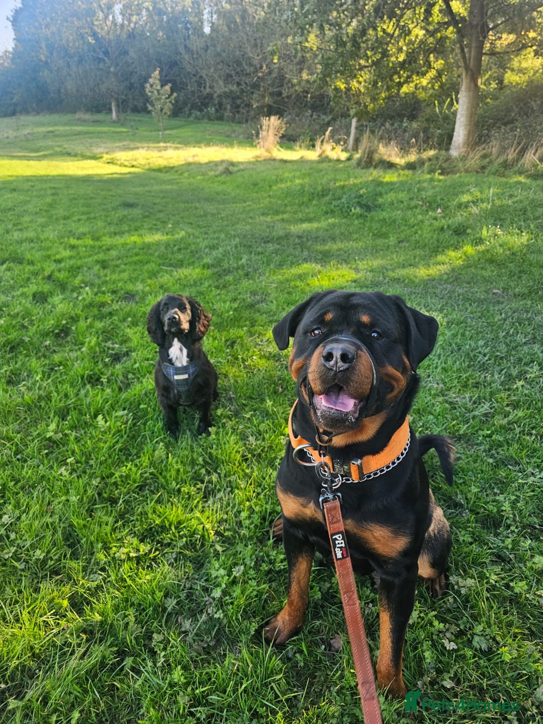 Rottweiler dogs for sale: 3 year old male Rottweiler  - Image 4