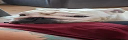English Bulldog dogs for sale: Borris the bulldog in Gateshead - Advert 10