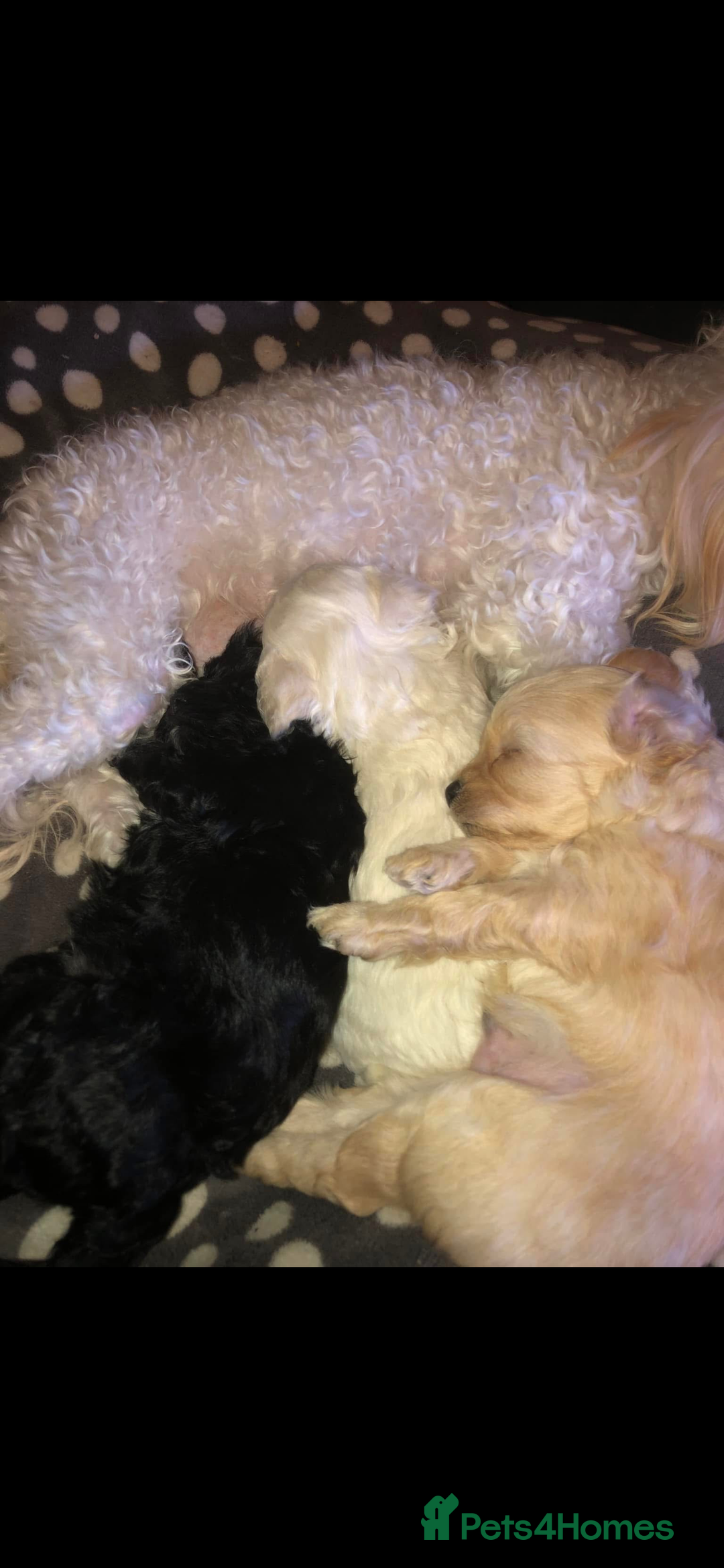 Maltipoo dogs for stud: Male Maltipoo STUD  - Advert 4