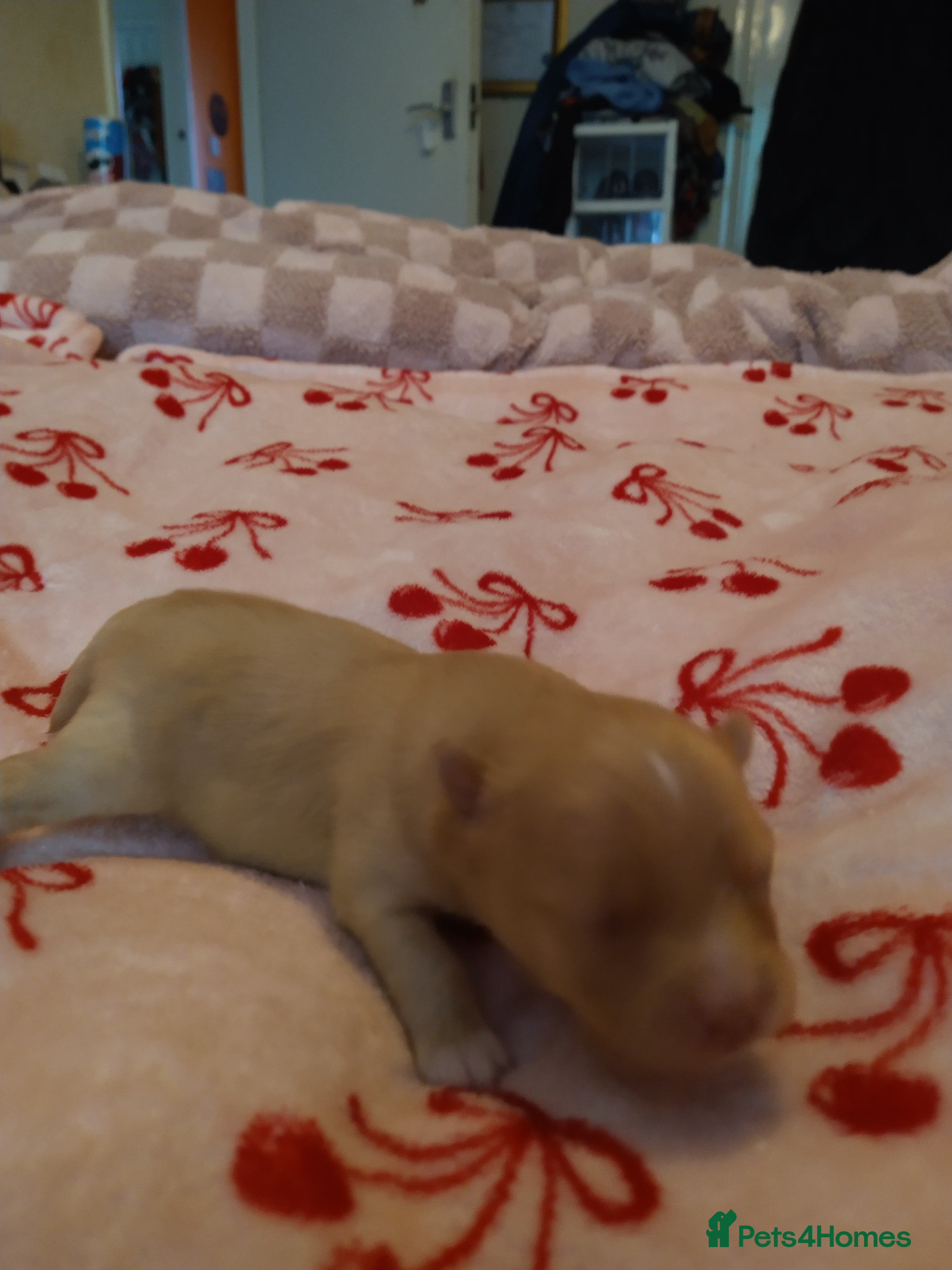 Mixed Breed dogs  pom puppies - Advert 13