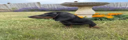 Dachshund dogs for sale: Ready to leave! One Gorgeous boy left - Advert 5