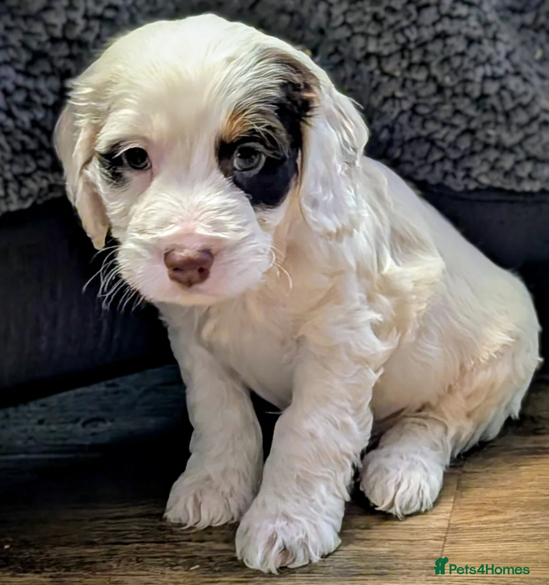 Cockapoo dogs for sale: Licensed breeder, health tested F1 cockapoo pups - Advert 13