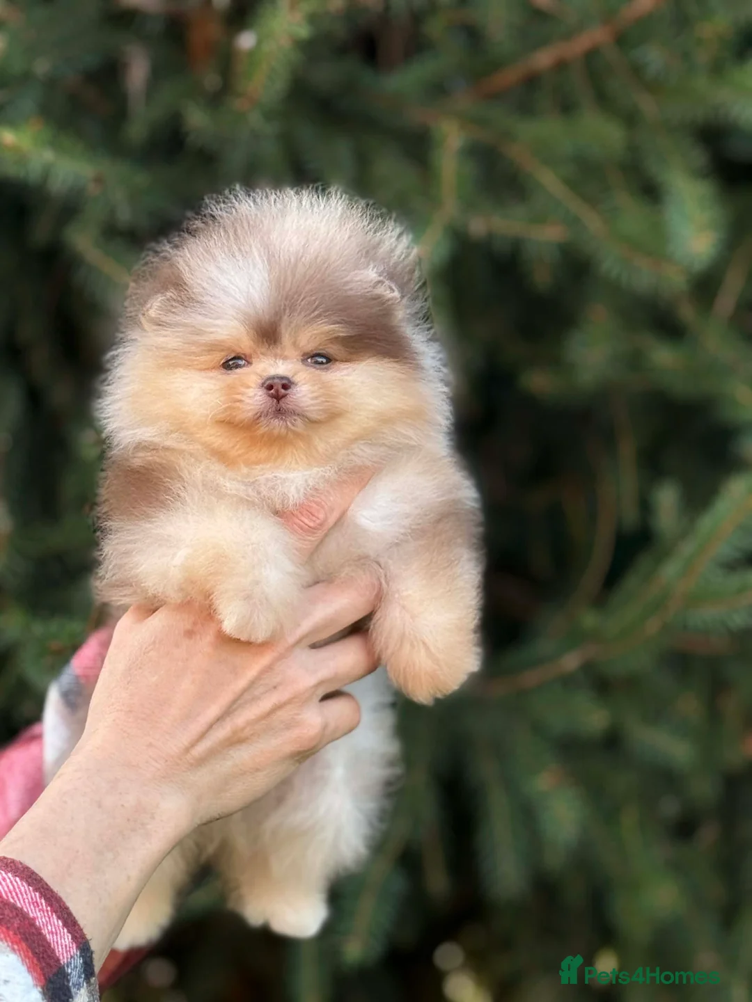 Pomeranian dogs for stud: Top quality proven Pomeranian stud  - Advert 21