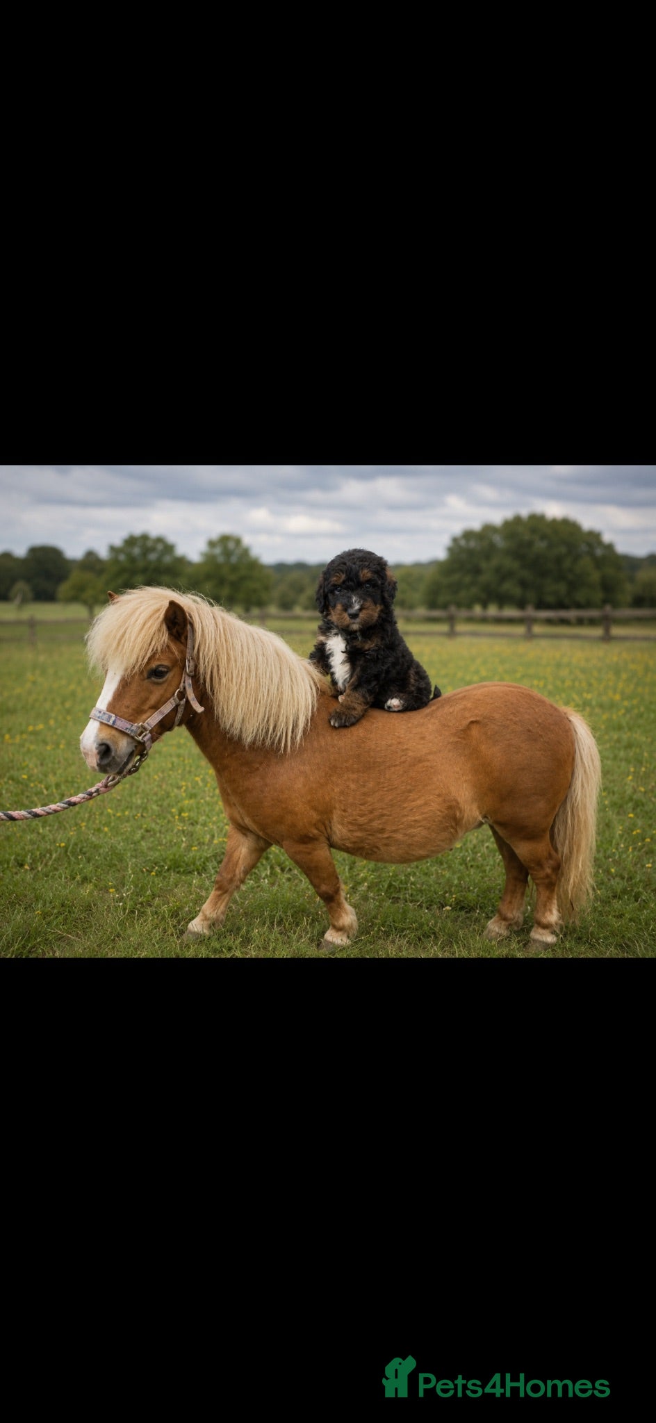 Bernedoodle dogs standard F1 Bernadoodles 5 reserved  - Advert 2