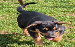 Mixed Breed dogs for sale: Huntaway x Lurcher puppies  - Image 8