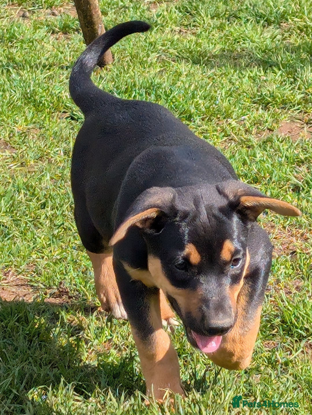 Mixed Breed dogs for sale: Huntaway x Lurcher puppies  - Image 8