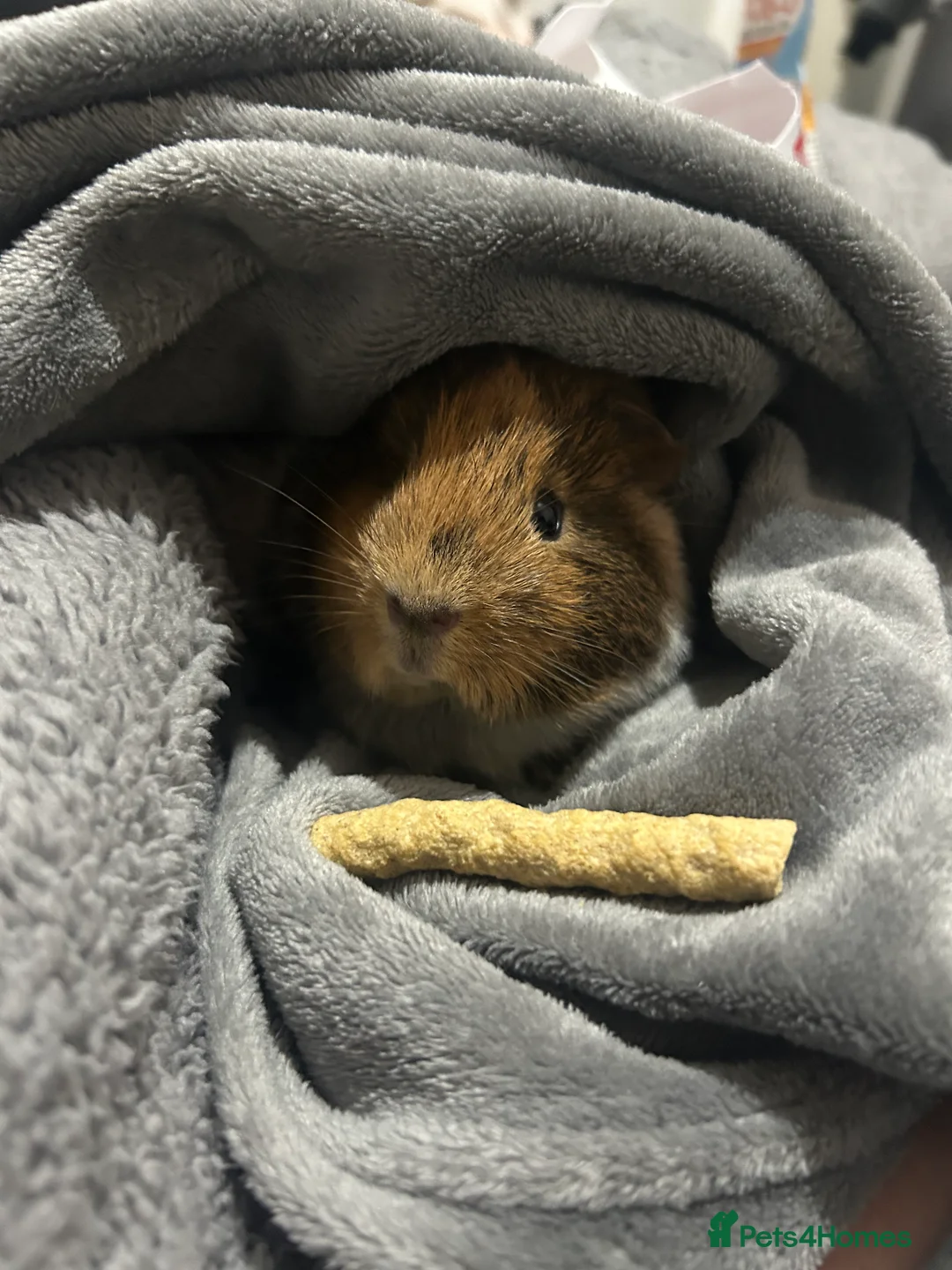 Guinea Pig rodents for sale: 2 guinea pigs to be rehomed to a good family in Blyth - Advert 7
