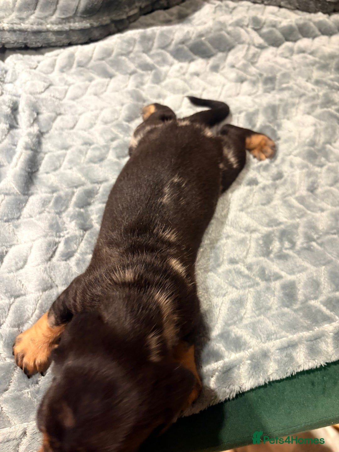 Miniature Dachshund dogs for sale: ✨ Miniature Dachshund Puppies ✨ - Advert 4