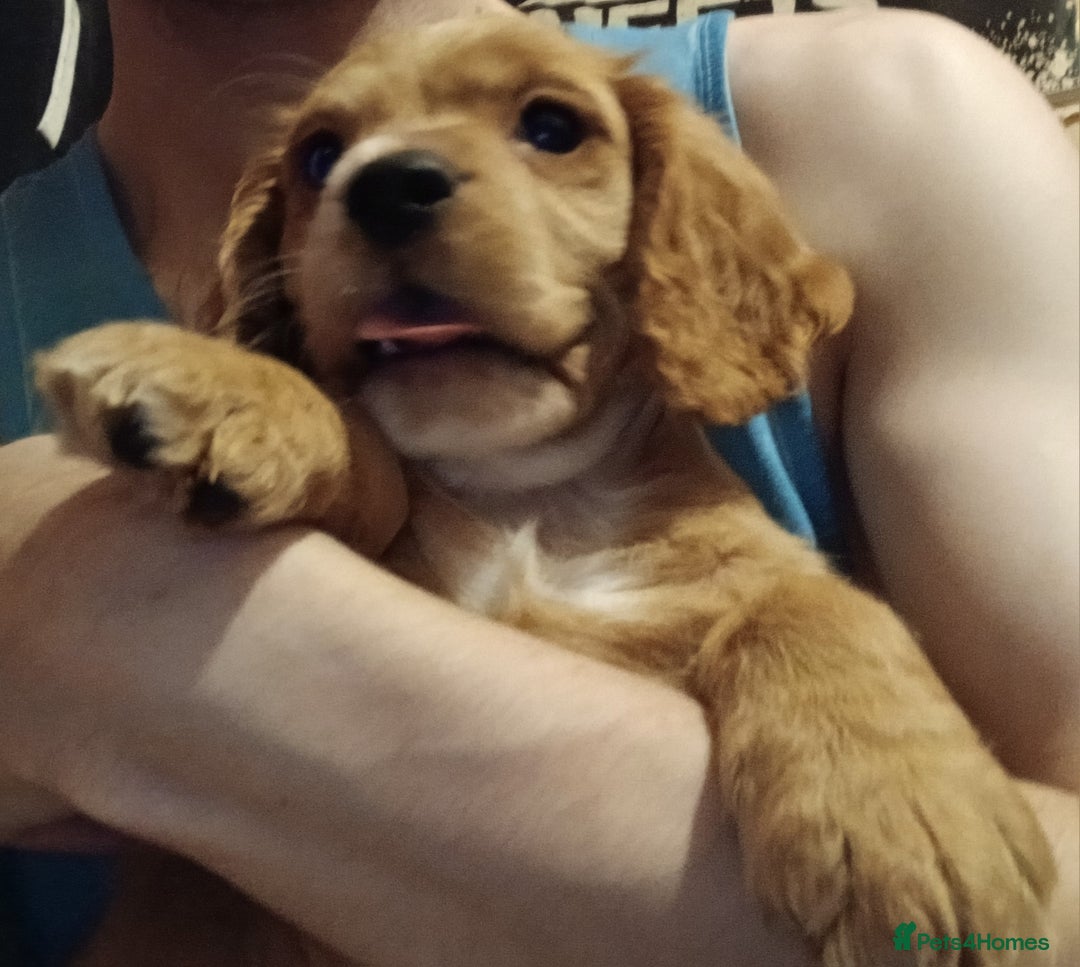 Cocker Spaniel dogs for sale: Cocker spaniel  - Advert 19