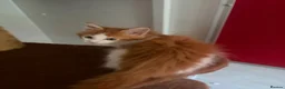 Maine Coon cats for sale: Maine coon kittens - Advert 8