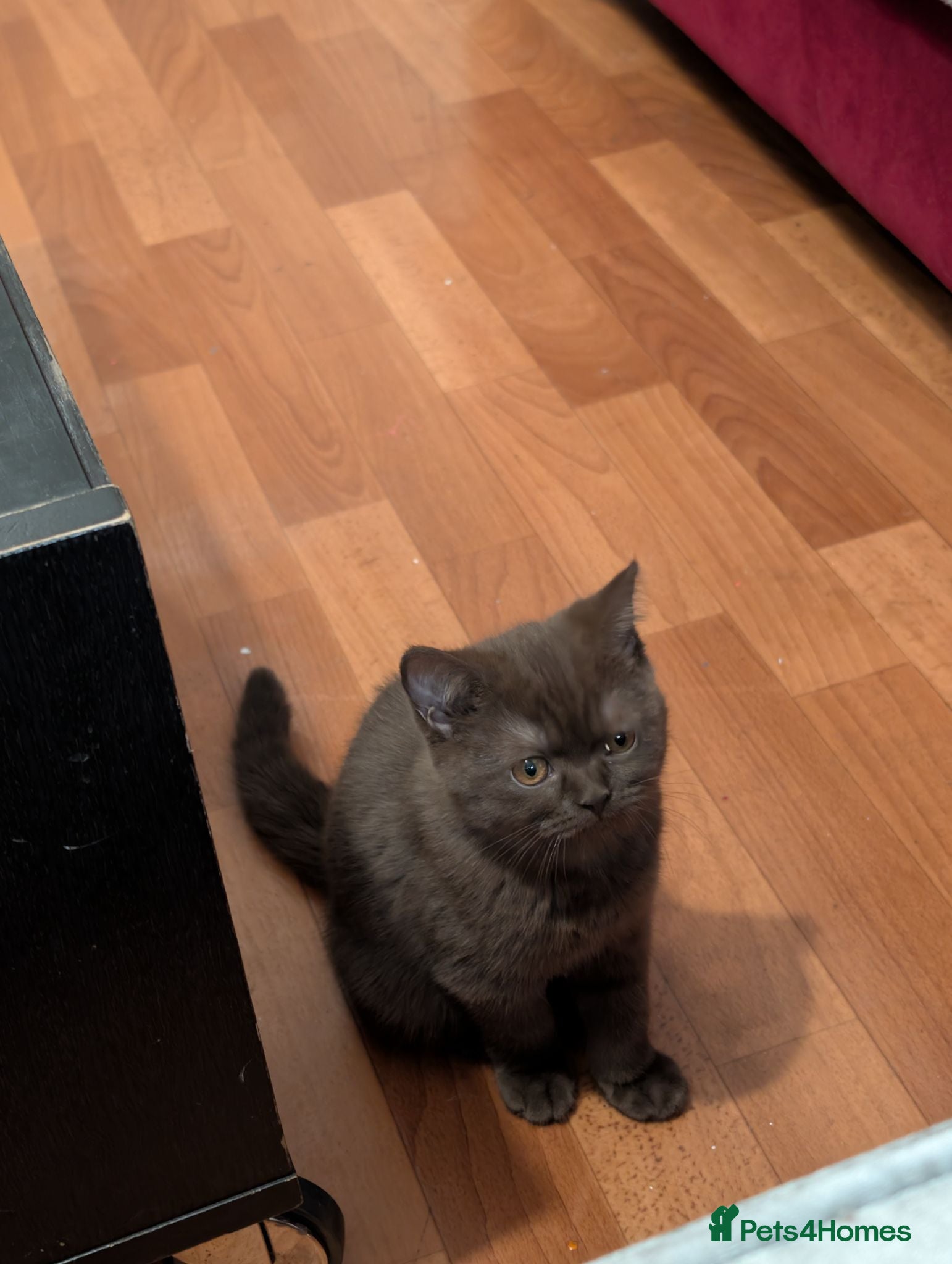 British Shorthair cats LAST BROWN Pure British shorthair kitten - Advert 2