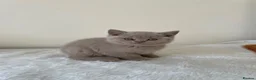 British Shorthair cats for sale: GCCF Kittens BSH solid colours  - Advert 3