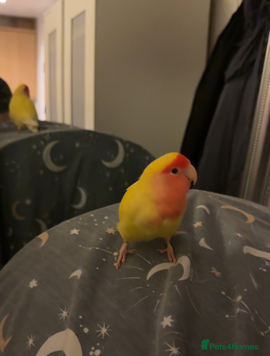 Lovebirds birds for sale: Sweet Tame Lovebird  - Advert 4