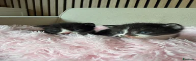 Mixed Breed Kitten 4