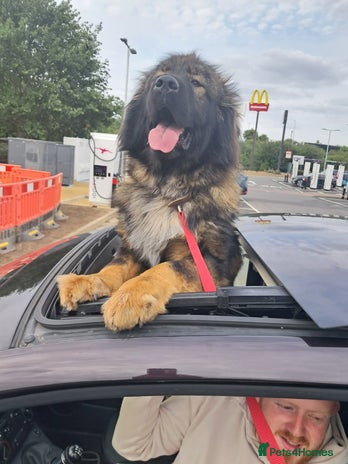 Saluki dogs in Leeds - Advert 7