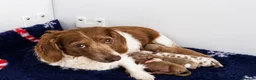 Miniature Dachshund dogs for sale: Long haired 🐶 fluffy 🐾 miniature dachshund pups in Sudbury - Advert 20