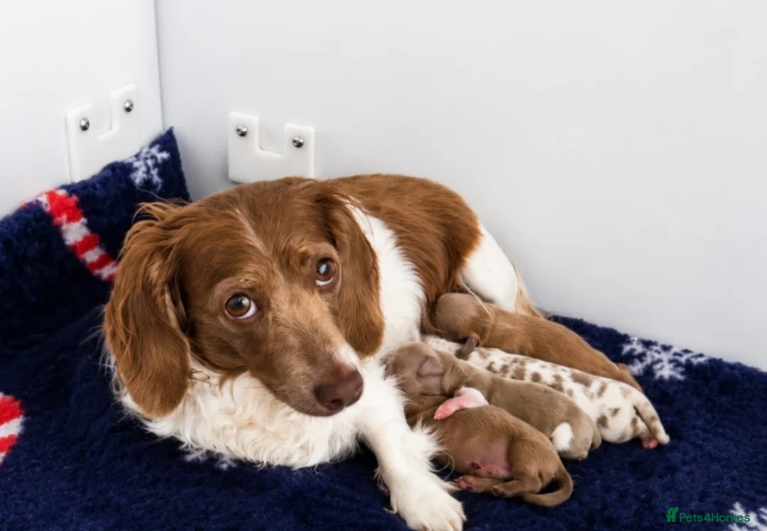 Miniature Dachshund dogs for sale: Long haired 🐶 fluffy 🐾 miniature dachshund pups in Sudbury - Advert 20