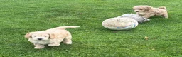 Cockapoo dogs for sale: F1 Cockapoo in Auchterarder - Advert 10