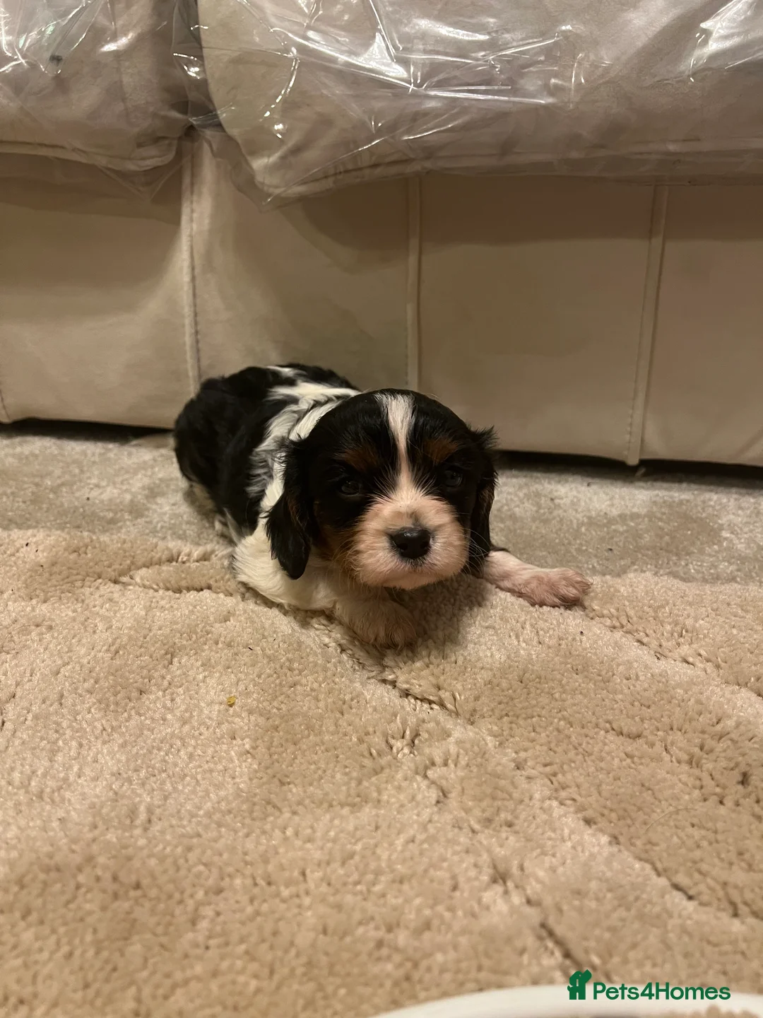 Cavalier King Charles Spaniel dogs for sale: cavalier King Charles spaniel puppy  - Advert 3