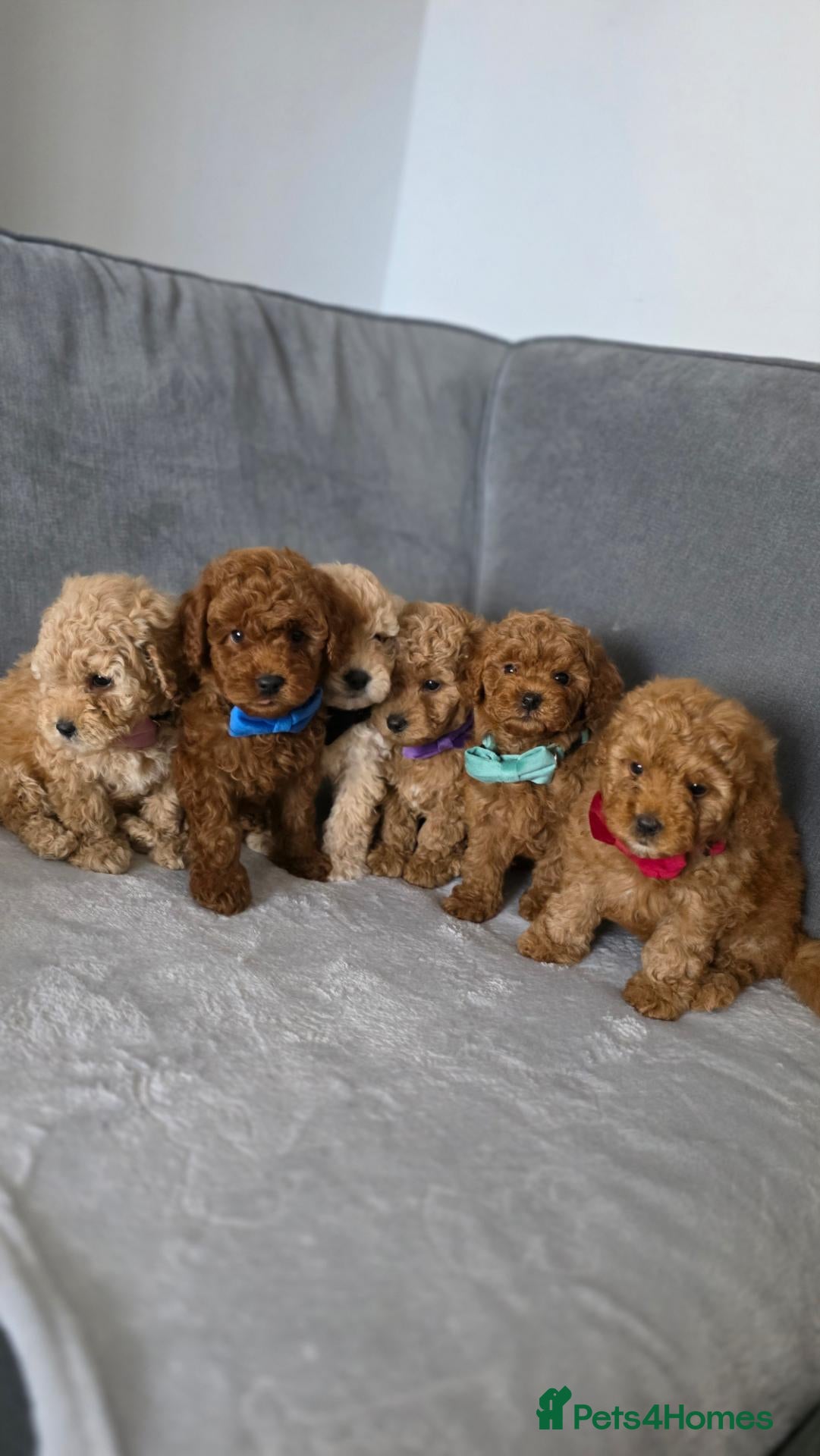 Maltipoo dogs Gorgeous maltipoo puppies  - Advert 1
