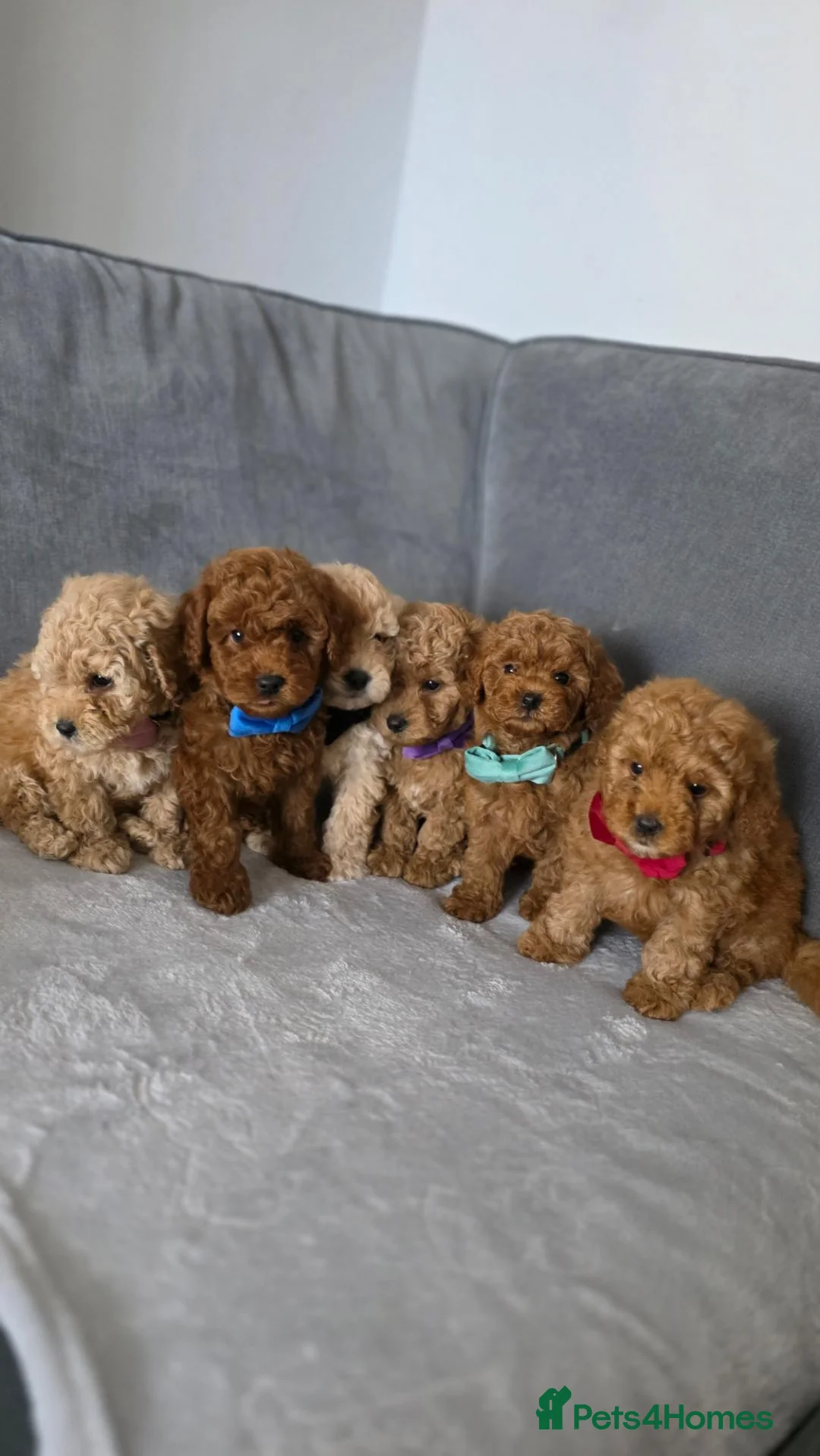 Maltipoo dogs for sale: Gorgeous maltipoo puppies  - Advert 1