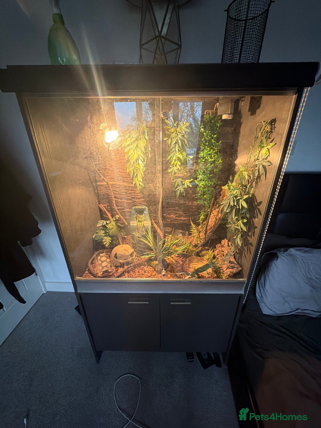 Chameleon reptiles for sale: Veiled chameleon + enclosure  - Advert 3