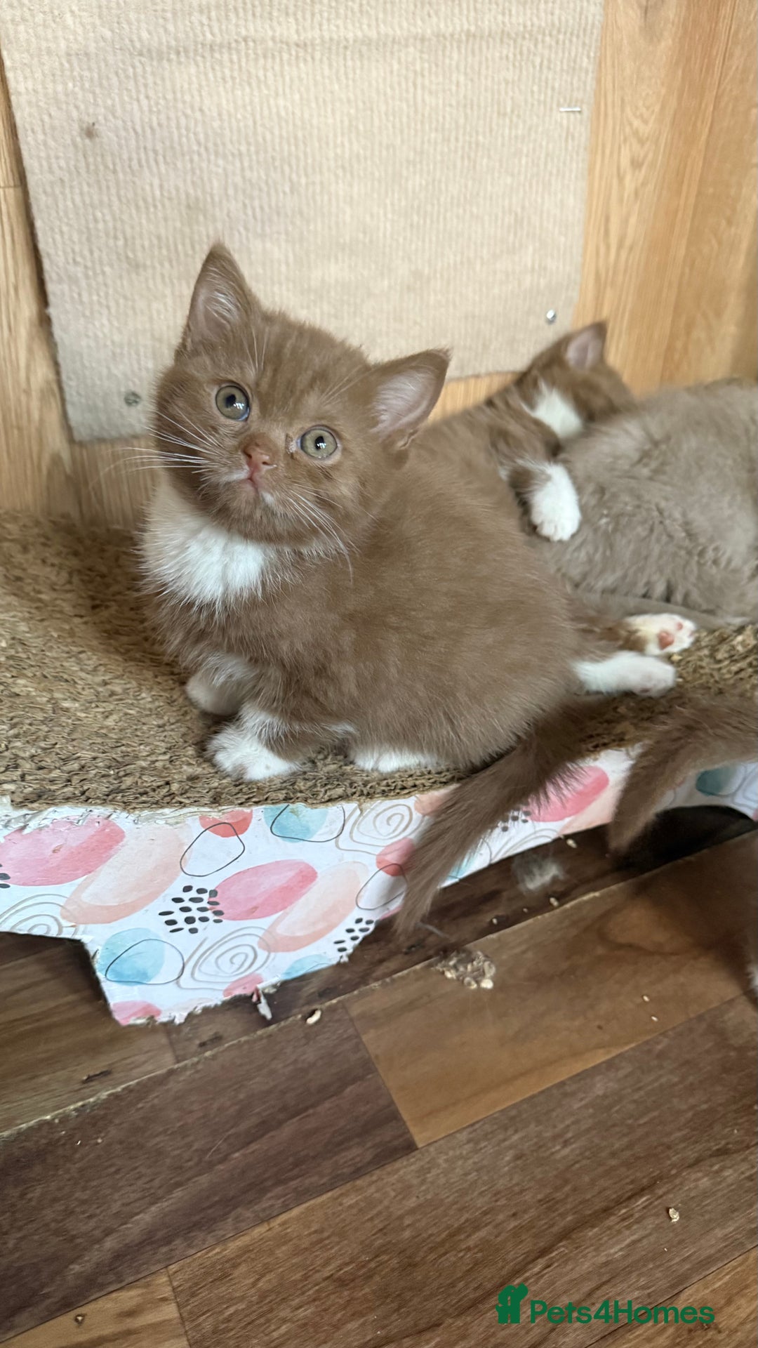 British Shorthair cats for sale: BSH kittens parents gccf - Image 11