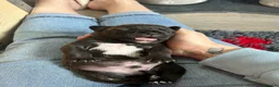 Staffordshire Bull Terrier dogs for sale: Staffordshire bull terrier puppies  in Weston-super-Mare - Advert 4