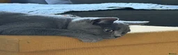 British Shorthair cats for sale: One lovely little blue BSH left, available now.  - Advert 1