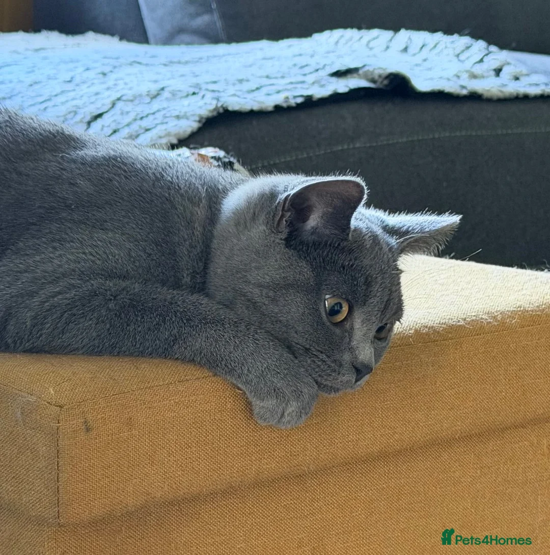 British Shorthair cats for sale: One lovely little blue BSH left, available now.  - Advert 1