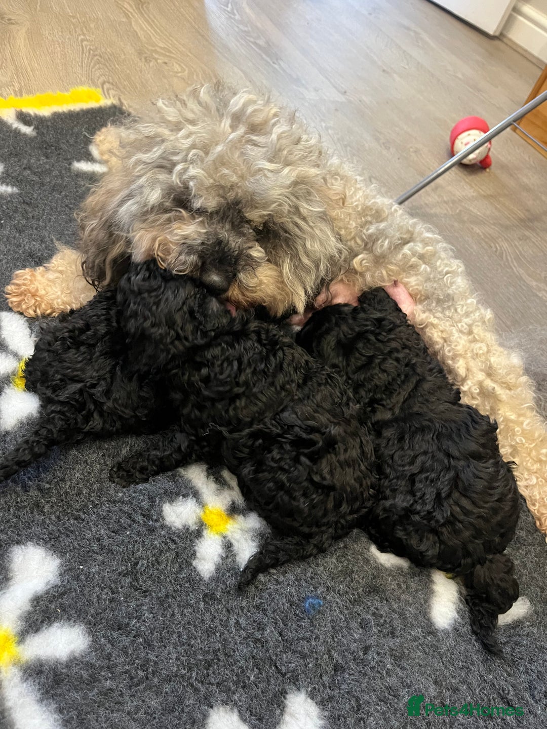 Miniature Poodle dogs for sale: I have 3 black beautiful miniature poodles - Advert 2