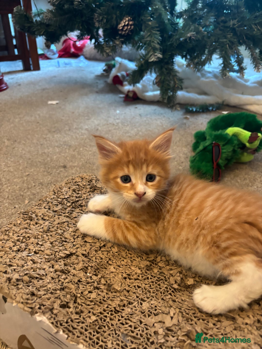 Maine Coon cats for sale: Beautiful Pedigree Main Coon Kittens - Advert 6