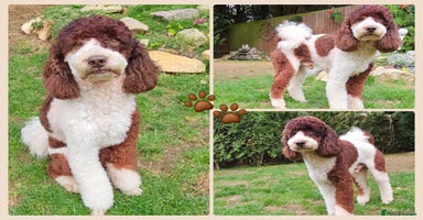 Miniature Poodle dogs in Kettering - Advert 15