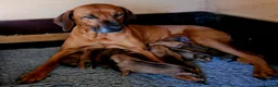Rhodesian Ridgeback dogs for sale: KC OUTSTANDING PEDIGREE RHODESIAN RIDGEBACK  - Advert 6