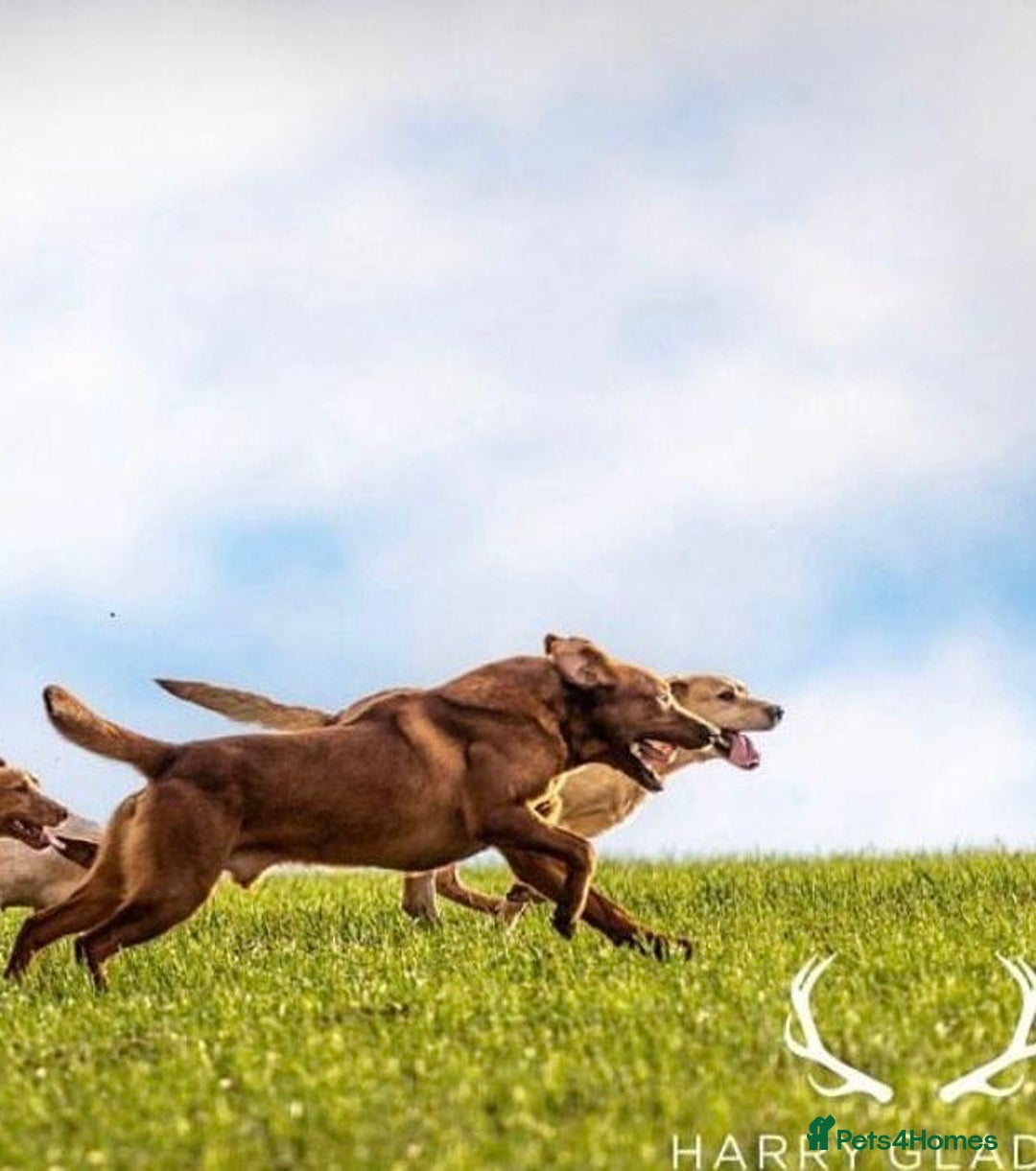 Labrador Retriever dogs for sale: KC reg Yellow Labrador pups  - Advert 6