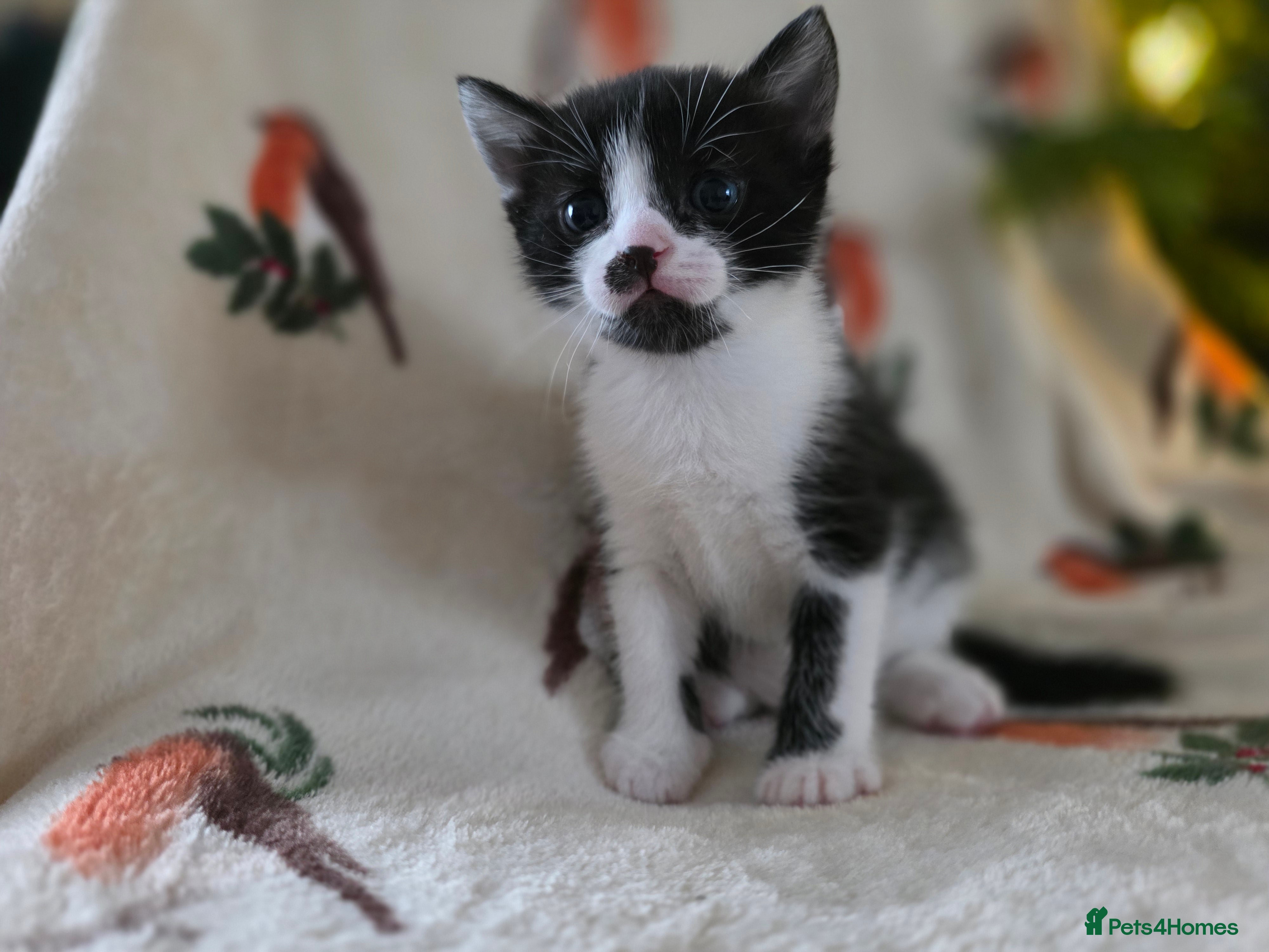 Mixed Breed cats One boy left - Advert 6