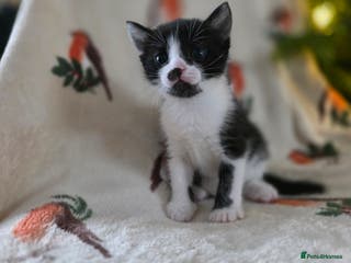 Mixed Breed cats One boy left - Advert 2