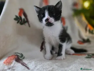 Mixed Breed cats All kittens are reserved - Advert 20