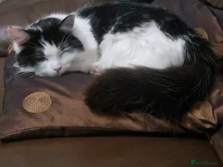 Mixed Breed cats Smudge- fluffy loving cat - Advert 16