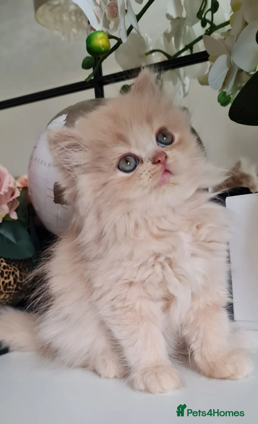Persian cats for sale: Persian kittens  - Advert 18