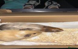 Guinea Pig rodents for sale: Two male Guinea pigs.  - Image 2