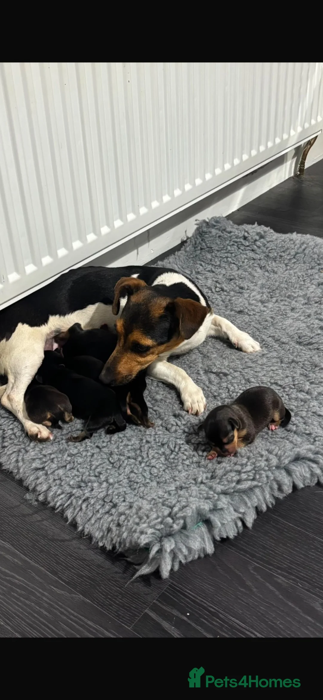 Jack Russell dogs for sale: Jack Russell puppy’s  - Advert 2