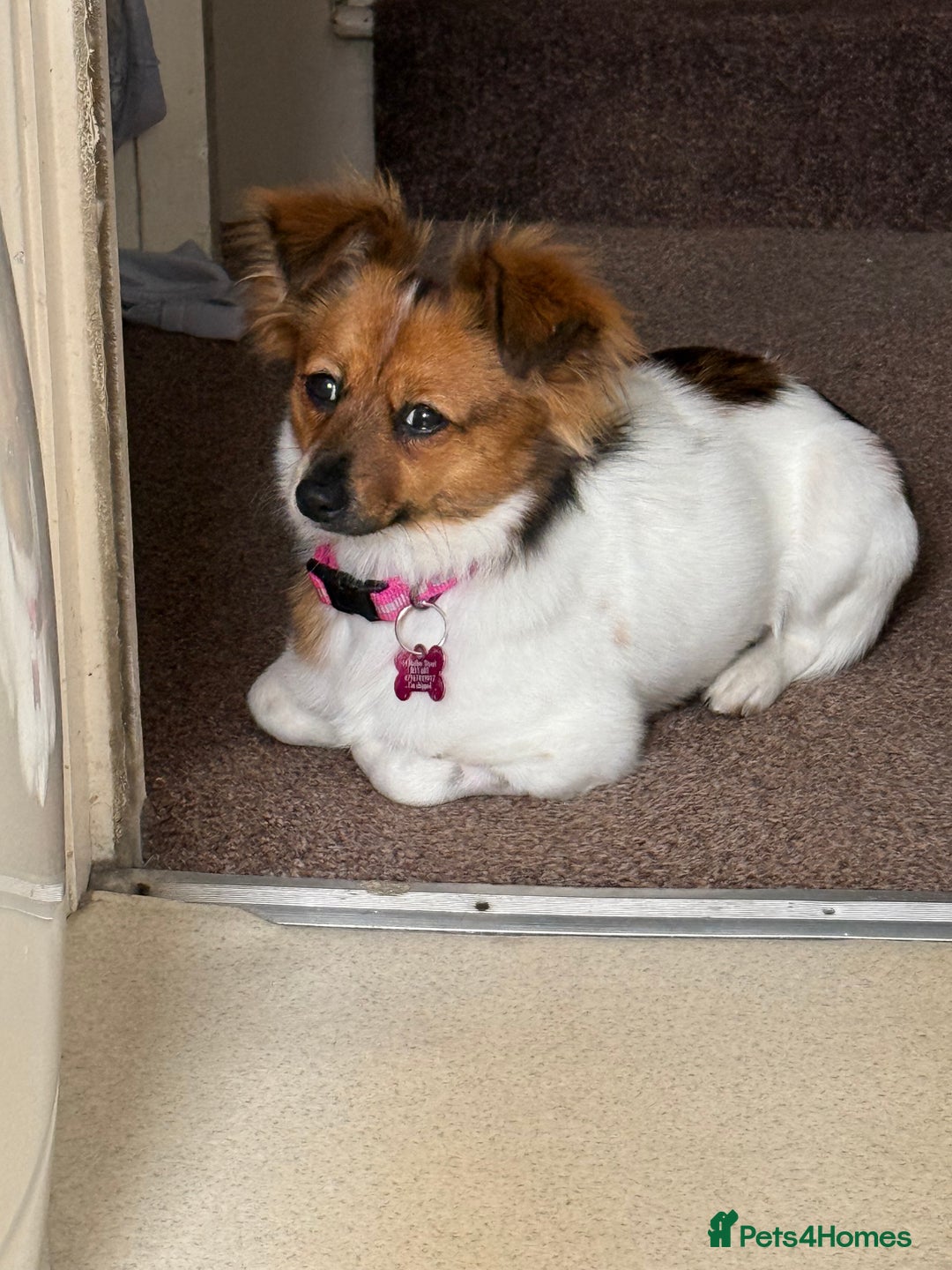 Mixed Breed dogs for sale: Pip - gorgeous 15 month old Pom Jack - Advert 10