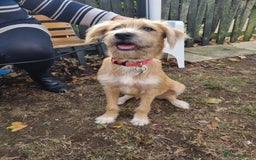 Mixed Breed dogs for adoption: MEET LOLA - Image 4