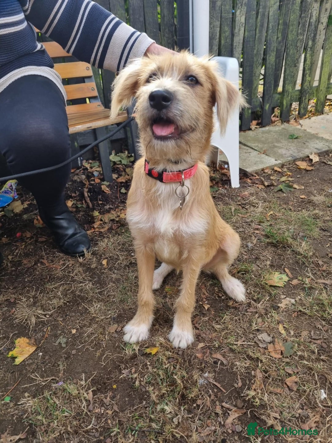 Mixed Breed dogs for adoption: MEET LOLA - Image 4