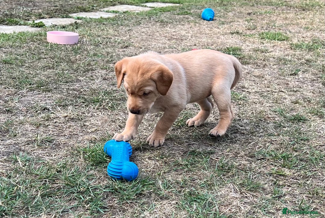 Labrador Retriever dogs for sale: Golden Labrador Puppies for Sale - Image 10