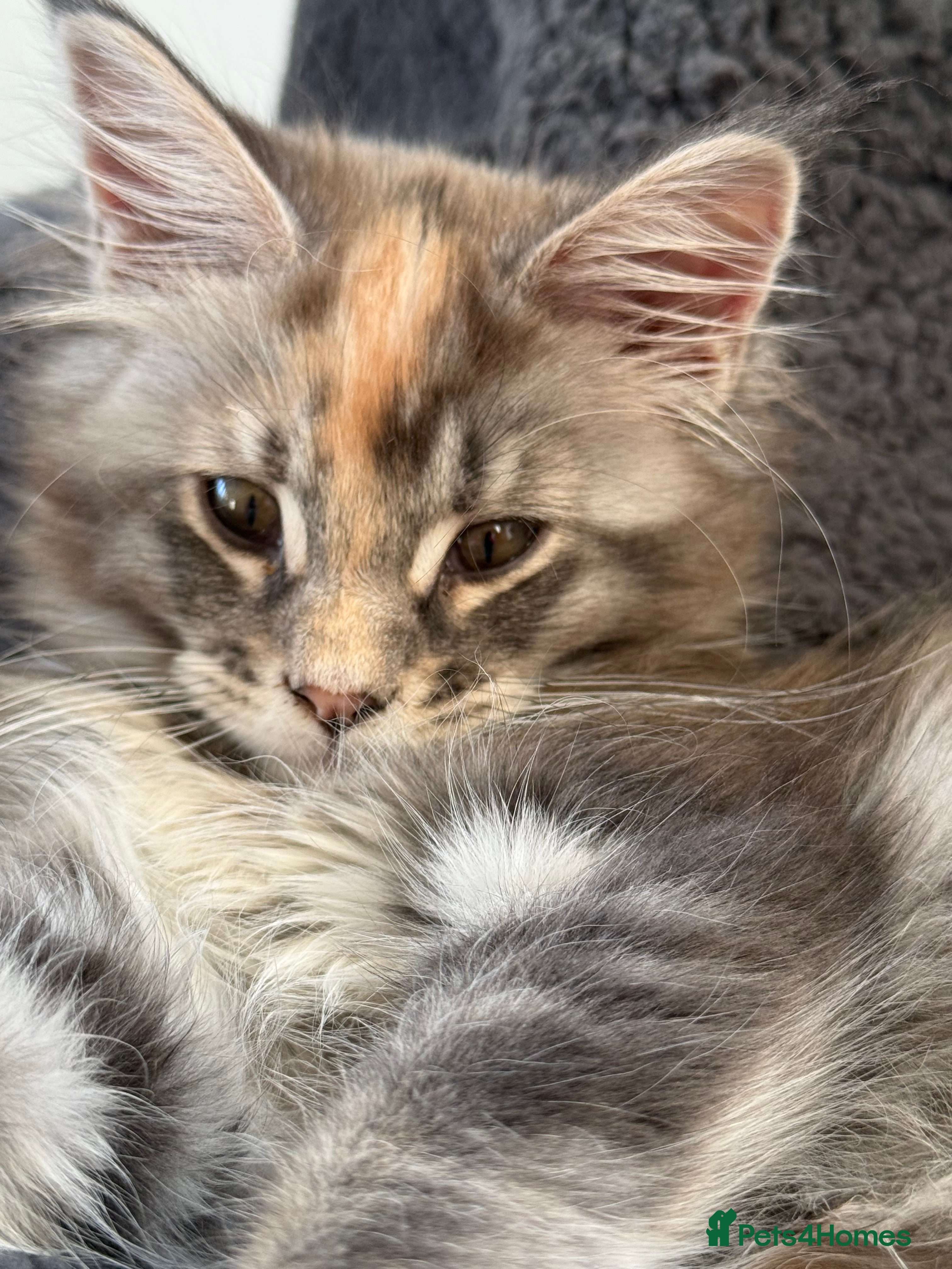 Maine Coon cats Rare BlueTorti girl available full pedigree  - Advert 8