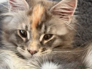 Maine Coon cats Rare BlueTorti girl available full pedigree - Advert 8